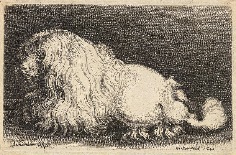 C17EngravingPoodle