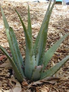 Aloe barbadensis plant