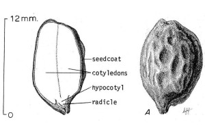 jojoba seed diagram