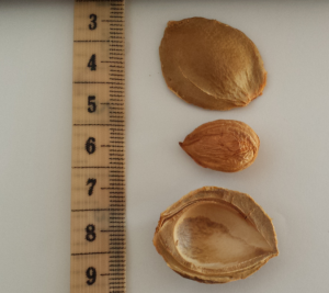 apricot kernel